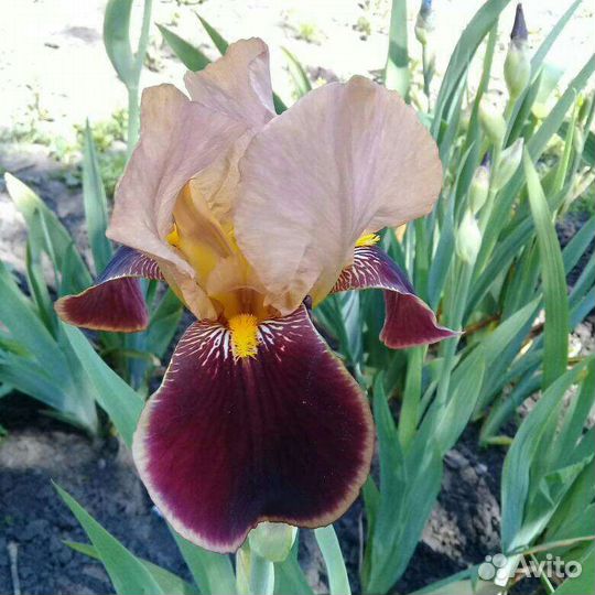 Многолетние садовые цветы