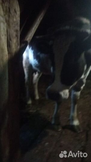 Корова дойная 2 отела