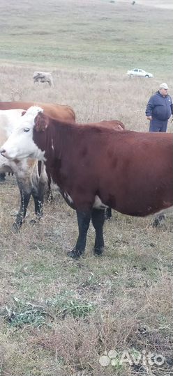 Корова двойные, стельные, яловые, тёлки