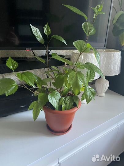 Гибискус, китайская роза