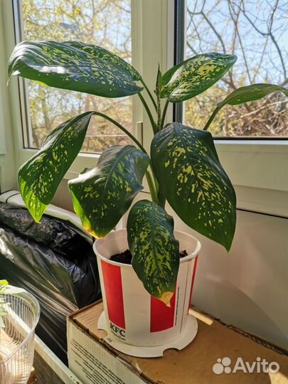 Диффенбахия