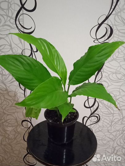 Спатифиллум или женское счастье