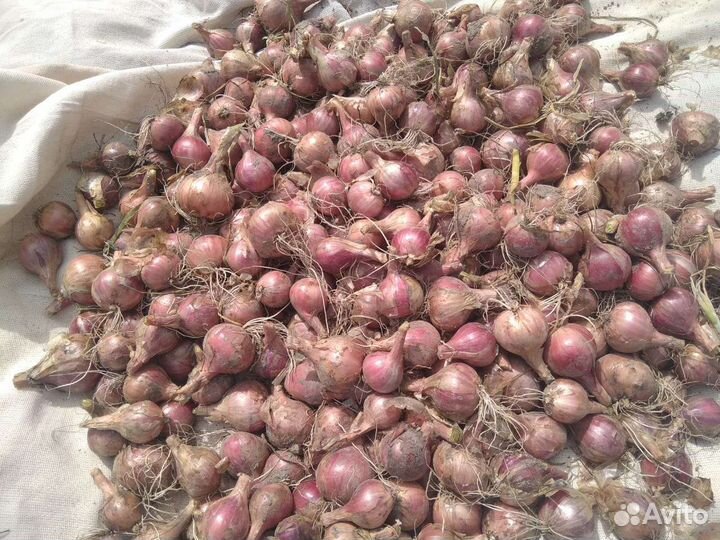 Лук семейный на посадку