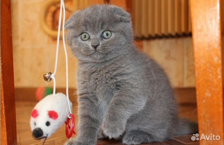 Шотландский котенок