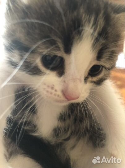 Кошка в дар бесплатно