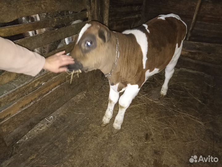 Домашняя корова и два домашних бычка