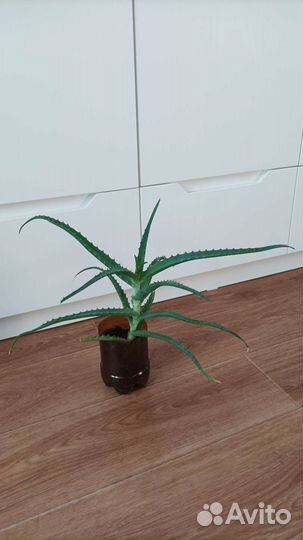 Ахименес, мирт, алоэ, традисканция, папоротник