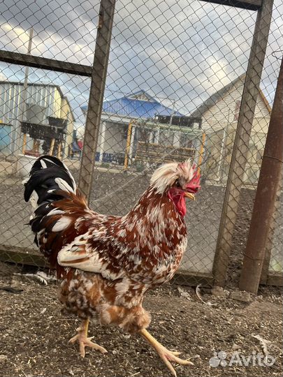 Цыплята пород: Орпингтон, Конхенхин, Русская хохл