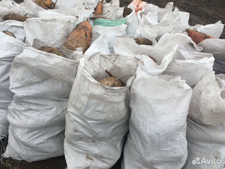 Свекла кормовая