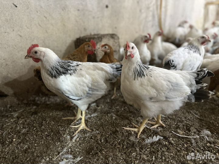 Куры молодки несушки