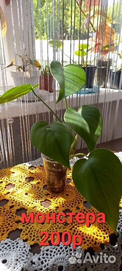 Монстера