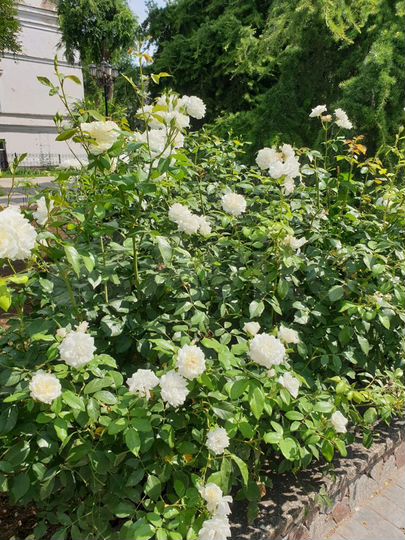 2-к. квартира, 50 м², 2/3 эт.