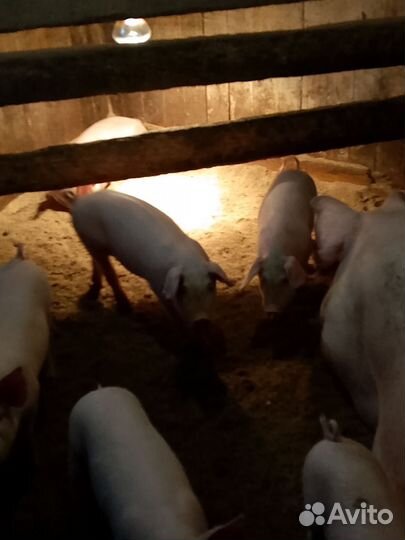 Поросята