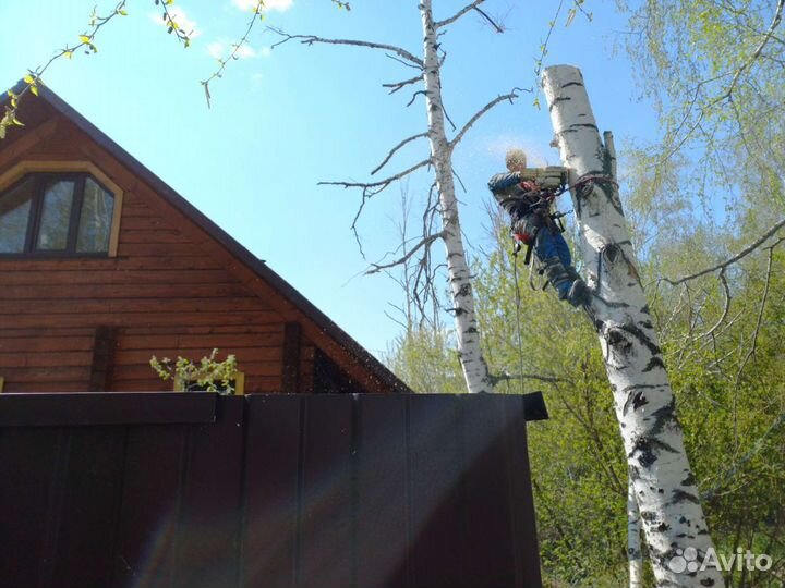 Спил деревьев