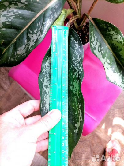 Аглаонема Чатра Монгол