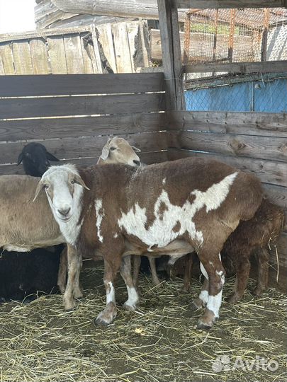 Продажа баранов