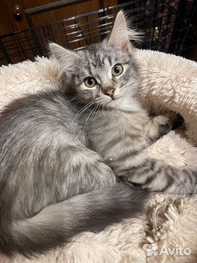 Пушистый котенок девочка