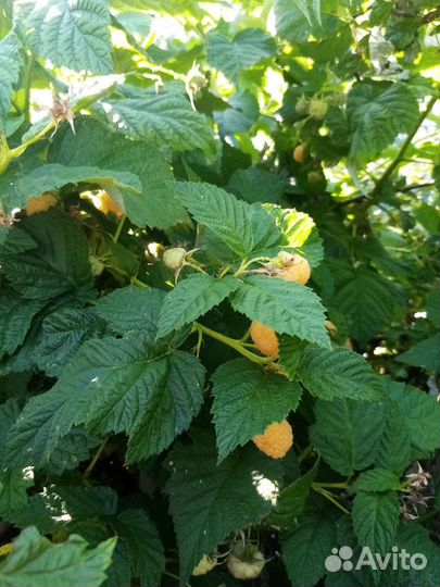 Саженцы ремонтантной малины