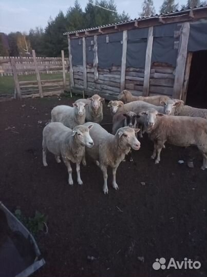 Овцы тексель