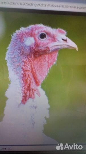 Продажа индюшат порода белые широкогрудые