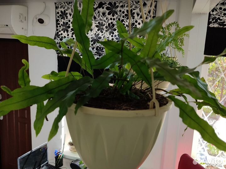 Папоротники