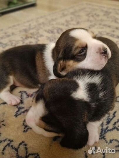 Бигль щенки