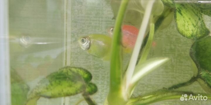 Рыбки тернеция