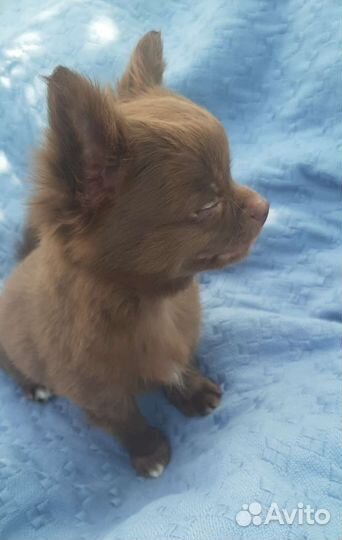 Щенки чихуахуа