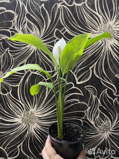 Спатифиллум