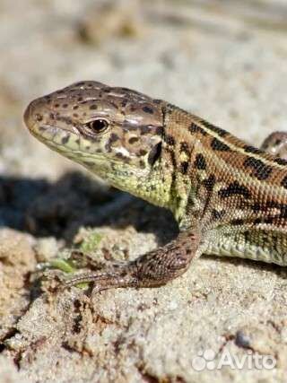 Ящерки прыткие