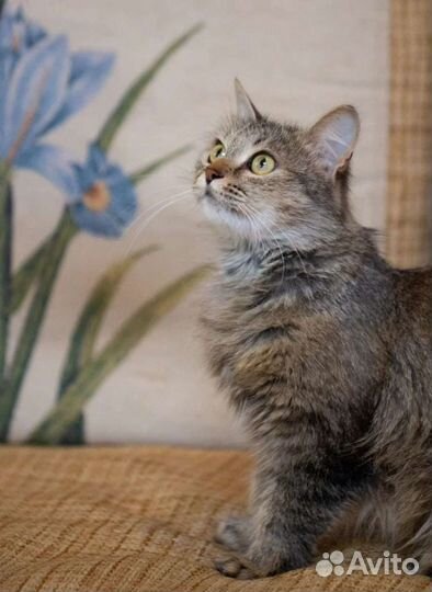 Ласковая Дотти в добрые руки