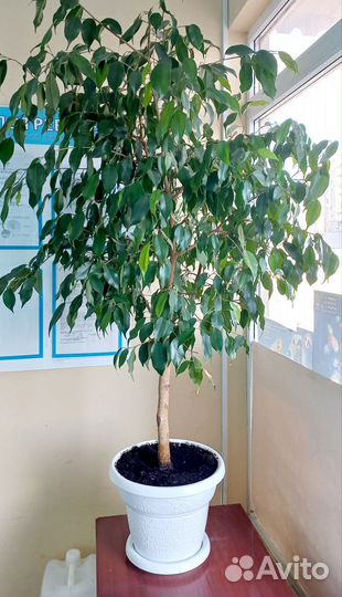 Фикус бенджамина большой