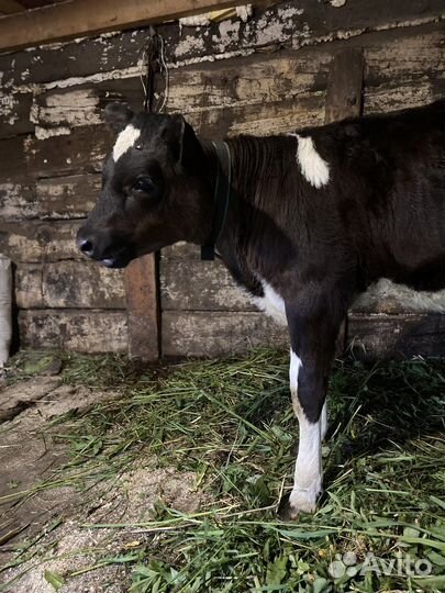 Продам телочку