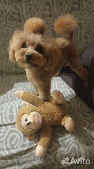 Той-пудель. Вязка