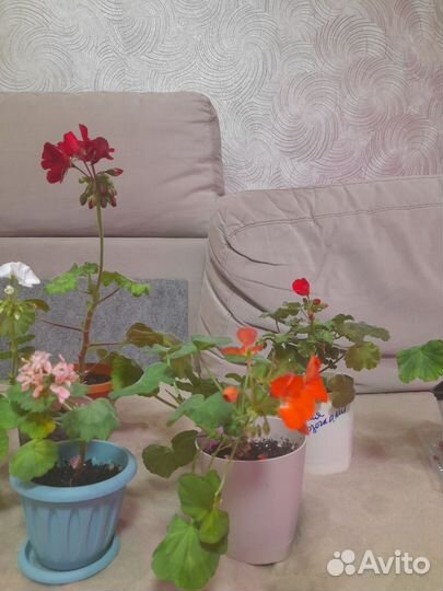 Пеларгония герань