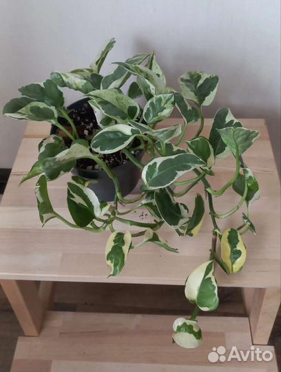 Эпипремнум нджой