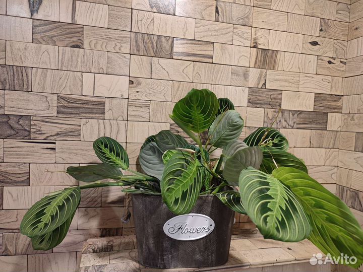 Маранта лимон лайм