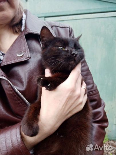 Кошка в дар бесплатно