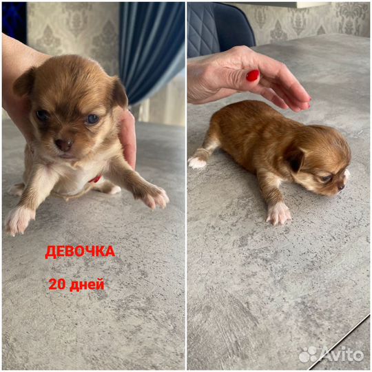 Продам щенков чихуахуа