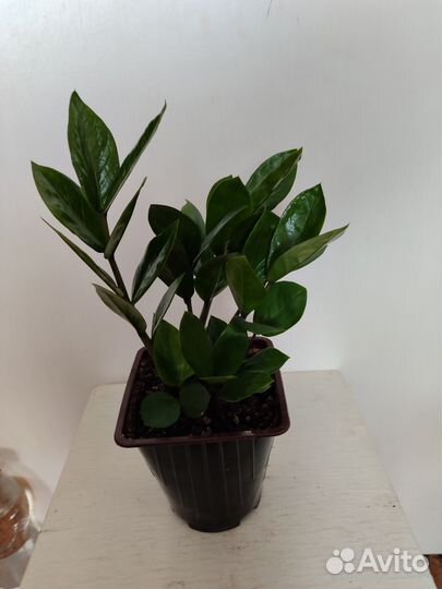 Замиокулькас