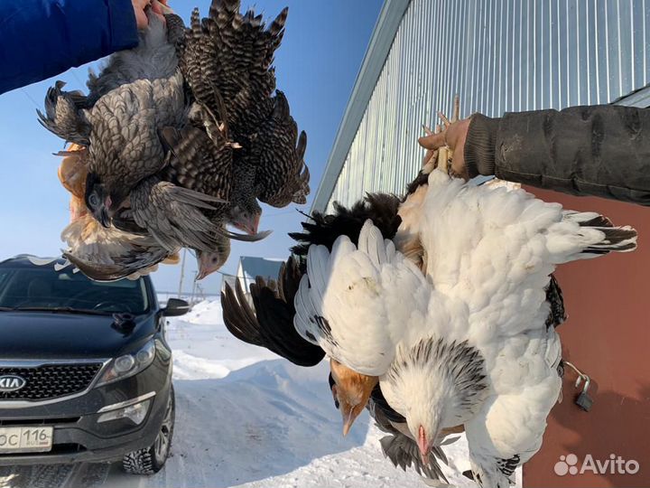 Куры Несушки