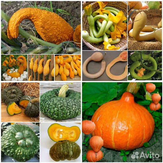 Семена интересных тыкв