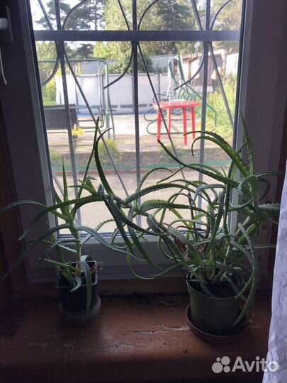 Алоэ столетник