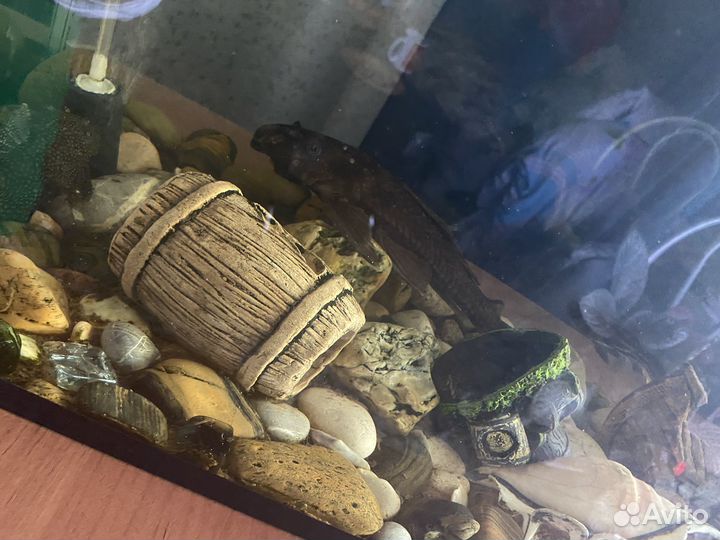 Аквариус с рыбками