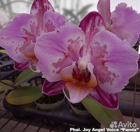 Phal. Joy Angel Voice Panda