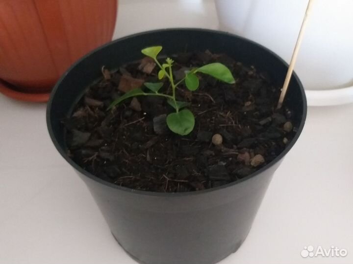 Мурайя метельчатая