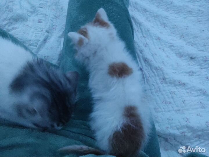 Рыжий котенок мальчик 2 месяца (или больше)