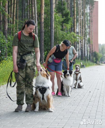 Передержка собак,дрессировка собак,кинолог, выгул