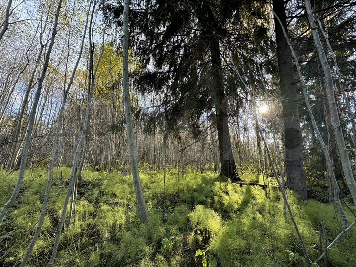 Участок 10 сот. (ИЖС)