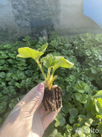 Рассада клубники